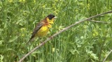 Video of Black-headed Bunting - Black-headed Bunting in very hot summer with water